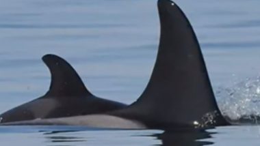 Tahlequah the Killer Whale That Carried Her Dead Calf For More Than 17 Days, Gives Birth, Mother And Baby Doing Fine (Watch Video)