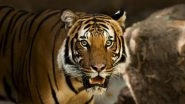 Stop Feeding Beef to Guwahati Zoo Animals Like Tigers And Lions, Demands Assam BJP Leader Satya Ranjan Borah