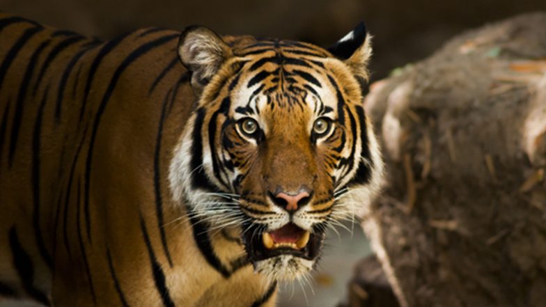 Uttar Pradesh: 32-Year-Old Man Killed by Tiger in Dudhwa Reserve