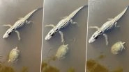 Turtle Gives a High-Five to Crocodile as it Swims by, Twitterati Left Eyes Popping Out (Watch Viral Video)