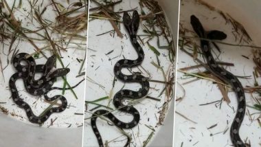Two-Headed Snake 'Double Trouble' Found Inside North Carolina Woman's House, Pics and Videos of Slithering Creature Might Freak Faint-Hearted People Out!