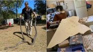 Love Triangle! Two Male Pythons Fighting over a Female Snake, Fall into Kitchen Bringing The Ceiling Down in Australia (See Pictures)