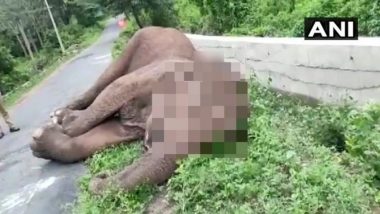 Elephant Carcass With Mouth Injury Found on Road in Tamil Nadu's Sholayur Area