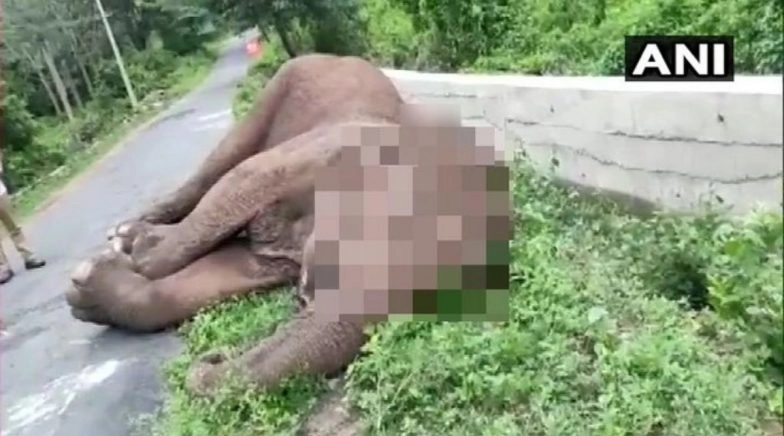 Chhattisgarh: 3 Held for Removing Tusks of Dead Elephant in Surajpur District, Says Forest Official