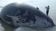 Pilot Whales Stranded in Australia's Tasmania to Be Euthanised As They Cannot Be Saved, Say Officials