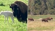 &lsquo;One-in-a-Million&rsquo; White Buffalo Born in Montana, Local Native American Tribes Celebrate Its Arrival (See Pictures)