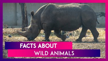 National Wildlife Day 2020: 10 Interesting Facts About Wild Animals