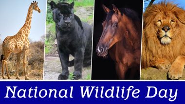 National Wildlife Day (US) 2020: 10 Incredibly Fascinating Facts About Wild Animals That Will Change The Way You Look at the Animal Kingdom