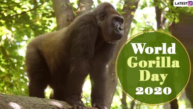 World Gorilla Day 2020 Date And Significance: Know The History of the Observance That Creates Awareness About Protection And Conservation of Gorilla