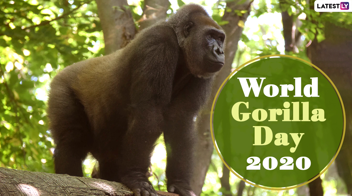 World Gorilla Day 2022 New Years Day 2023