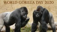 World Gorilla Day 2020 Facts: Did You Know Gorillas Make a New Bed Everyday? Know Interesting Facts About the Ape