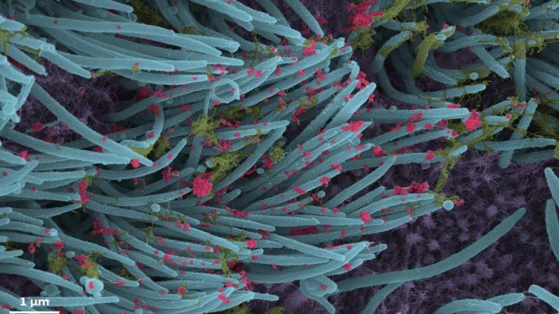 China, Pakistan Jointly Testing Deadly Pathogens to Expand Potential Bio-Warfare Capabilities: Report