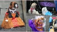 Pooch Pageant in Yorkshire: Different Dog Breeds Dressed in Alice in Wonderland Themed Outfits Rock the Ramp, Watch Adorable Video of the Canine Beauty Contest