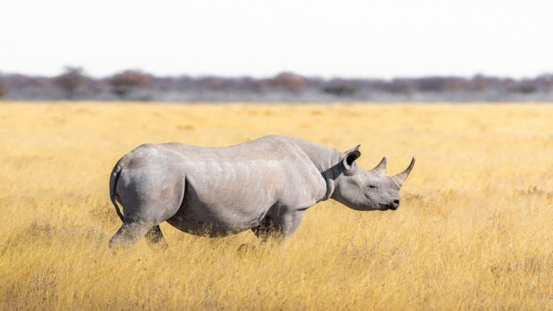 World Rhino Day 2020: From Funny Sounds to Friendship With Birds, Know Interesting Facts About Giant Rhinoceros