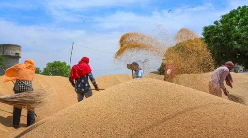 MSP on Wheat Hiked Amid Farm Bills Protest, Govt Raises Price by Rs 50 Per Quintal to Rs 1,975