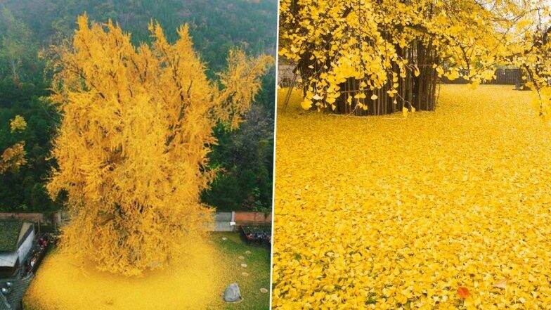Ginkgo Tree Planted In An Ancient Chinese Buddhist Temple Sheds Ginkgo Tree Planted In An Ancient Chinese Buddhist Temple Sheds