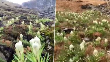 Brahma Kamal Flowers Bloom in Uttarkhand’s Rudraprayag District During Off-Season Due to Climate Change, Know Myths Associated With the Plant (Watch Video)