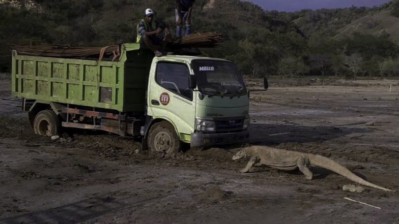 Photo of Komodo Dragon From Indonesia&rsquo;s &lsquo;Jurassic Park&rsquo; Project Sparks Fear Among Environmentalists Over Potential Threat to Its Natural Habitat