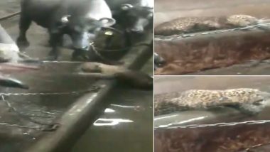 Leopard Cub Enters Cattle Barn at Aarey Milk Colony, Locals Help Big Cat Return to Forest (Watch Video)