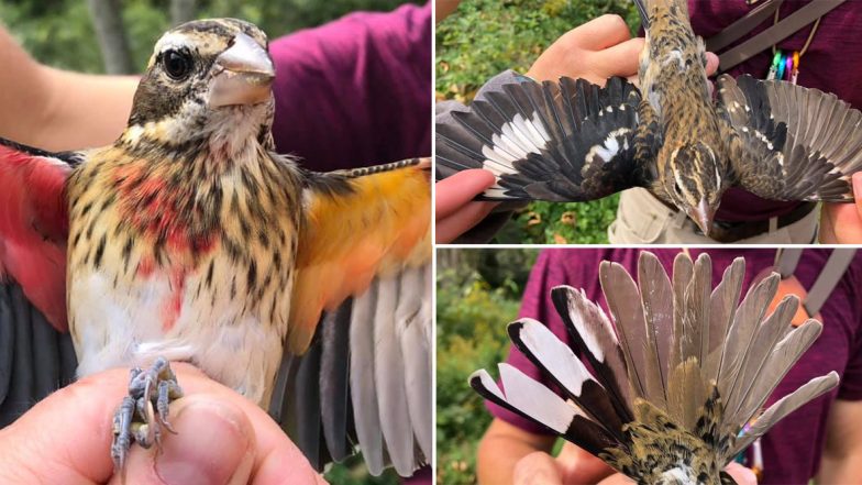 Extremely Rare Grosbeak Bird That Is Male on One Side and Female on the Other Found by Biologists! Striking Pics Will Take Your Breath Away