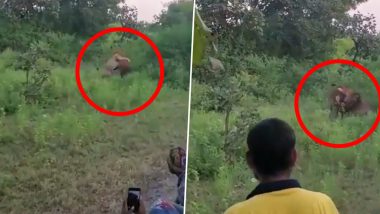 MP Parimal Nathwani Fires Notorious People Taking Videos of Lion Hunting in Gir Forest for 'Cheap Publicity' on Twitter Tagging Gujarat Forest Dept. (Watch Viral Video)