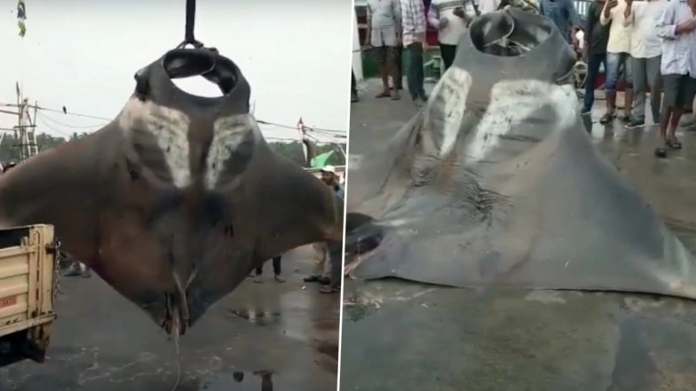 Two Giant Manta Rays Caught by Fisherman Off Malpe Port in Karnataka, Watch Video