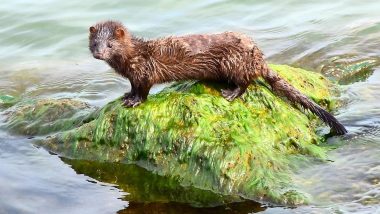 COVID-19 Spread to Animals by Humans? Around 10,000 Minks Dead After Contracting Coronavirus at US Fur Farms