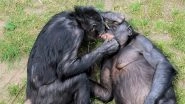 Bonobo Sexual Behaviour: Bisexual Female Apes Make Lengthy Eye Contact to Develop Bonds with Each Other, Says Research