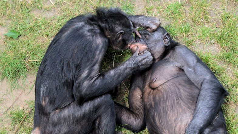 Bisexual Bonobos,Bonobo,Bonobo Sex,Bonobo Sexual Behaviour,Germany,Sex amon...