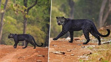 Pics of Rare Black Leopard Crossing Road in Maharashtra's Tadoba National Park Captured by Photographer Anurag Gawande Go Viral! Here's Why Melanistic Leopards Are so Mysterious & Rare (View Pics)