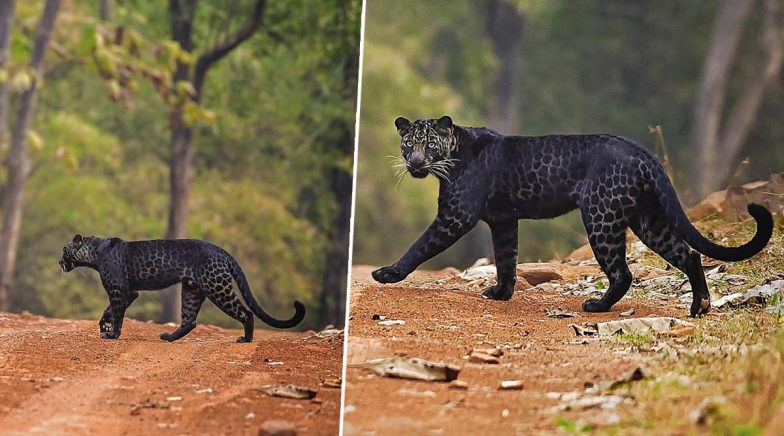 Pics of Rare Black Leopard Crossing Road in Maharashtra's Tadoba ...