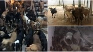 Hurricane Delta: Mexican Man Brings Over 300 Street Dogs Home Along With Sheep, Goats and Hens to Shelter Them From Storm, Wins Hearts! Check Pics and Videos
