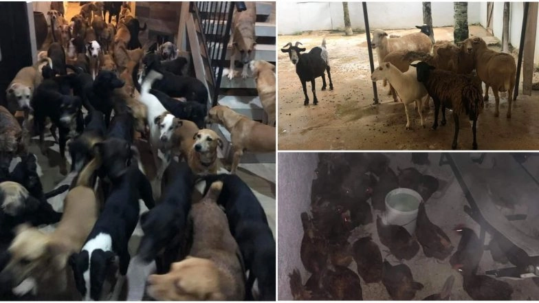 Hurricane Delta: Mexican Man Brings Over 300 Street Dogs Home Along With Sheep, Goats and Hens to Shelter Them From Storm, Wins Hearts! Check Pics and Videos