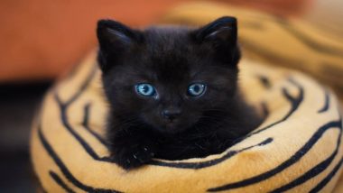 US Man Steals 3-Month-Old Kitten, Then Tries to Rob Bank by Handing Cat to Employee