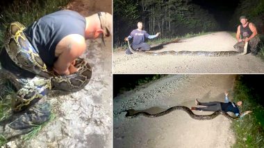 What a Monster! Potentially 'Largest' Burmese Python Captured by Snake Hunters in Florida Everglades, Watch Terrifying Pics and Videos