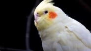 Missing Cockatiel Bird Smidge Reunited With Owner After Heard Singing Its 'Favourite' Addams Family Theme Tune