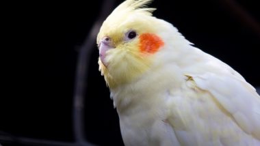 Missing Cockatiel Bird Smidge Reunited With Owner After Heard Singing Its 'Favourite' Addams Family Theme Tune