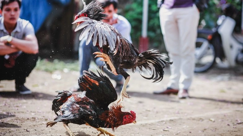 Murderer Cock! Rooster Brutally Kills Police Officer During Raid of Illegal Cockfight in Philippines' Northern Samar