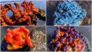 18 Coral Colonies in Mumbai's Coastal Road Project May be Translocated After Wildlife Clearance, View Pics of Beautiful Corals Found Near Worli and Haji Ali Area