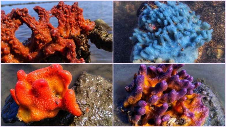 18 Coral Colonies in Mumbai's Coastal Road Project May be Translocated After Wildlife Clearance, View Pics of Beautiful Corals Found Near Worli and Haji Ali Area