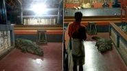 'Holy' Crocodile Babiya Enters Kerala's Ananthapura Lake Temple in Kasaragod And Leaves on Priest's Request; Know All About The 'Vegetarian' Reptile (See Pictures)