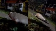 Huge Elephant Seal Seen Moving Around Coastal Town of Chile, Rescue Forces Help It Find Way Back to Sea! Videos Go Viral