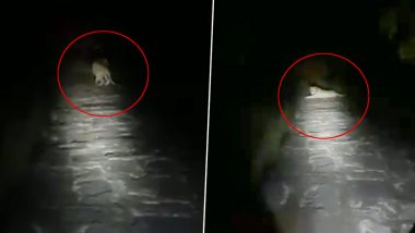 Gir Forest Employee Requests Lion Sitting in His Path in Gujarati to Let Him Go Home and The Animal Obliges! Viral Video is Wonderful Example of Co-existence