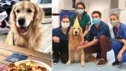 Golden Retriever With Brain Tumour Undergoes Radiotherapy Successfully in the UK With Treatment Given Human Cancer Patients, Vets Throw Him Party! (See Pictures)