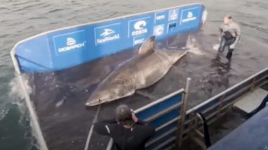 50-year-old Great White Shark 'Queen of the Ocean' Caught And Tagged off Nova Scotia in Canada, Names it Nukumi (Watch Video)