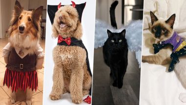 Halloween 2020 Costumes For Dogs and Cats: These Paw-dorable Pics and Purr-fect DIY Videos of Pets Will Give You Ideas to Dress Up Your Furry Companions For Spooky Festival