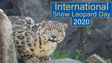 International Snow Leopard Day 2020: Did You Know These Large Cats Are Known as 'Ghosts of the Mountain'? Know Interesting Facts About the Endangered Animal
