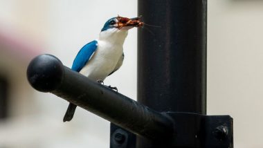 Kingfisher 'Fishes' For Cockroaches! Man Captures Rare Sight of Fish-Hunting Bird Preying on Roaches (See Pics)