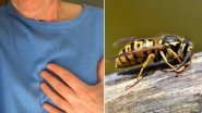 Murder Hornets Take Another Life! 70-Year-Old Portuguese Man Dies After Being Stung by Swarm of Asian Hornets