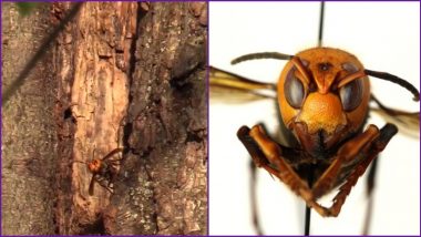 First Murder Hornet Nest in US Discovered in Washington to be Destroyed Today, Know How (Watch Video of Asian Giant Hornets)